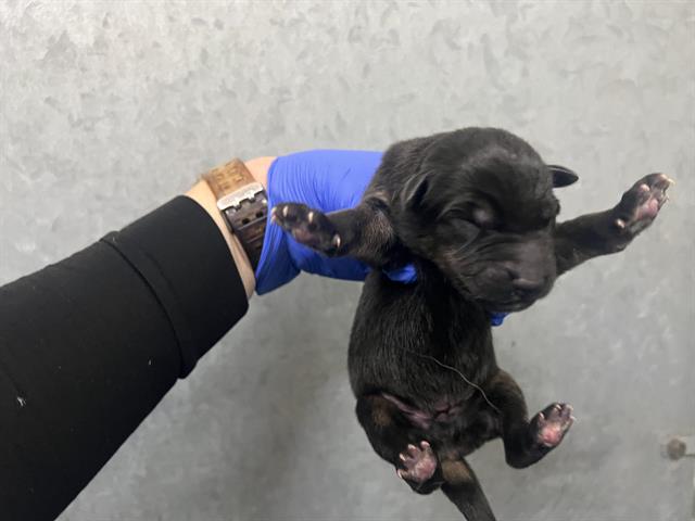 Adoptable Dog