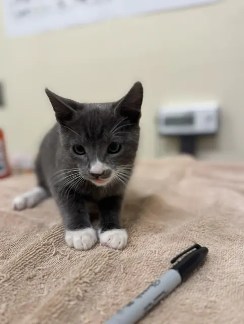 Adoptable Cat