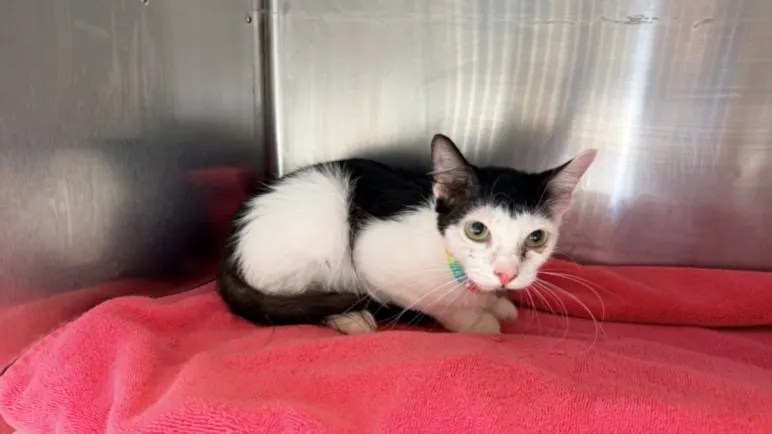 Adoptable Cat