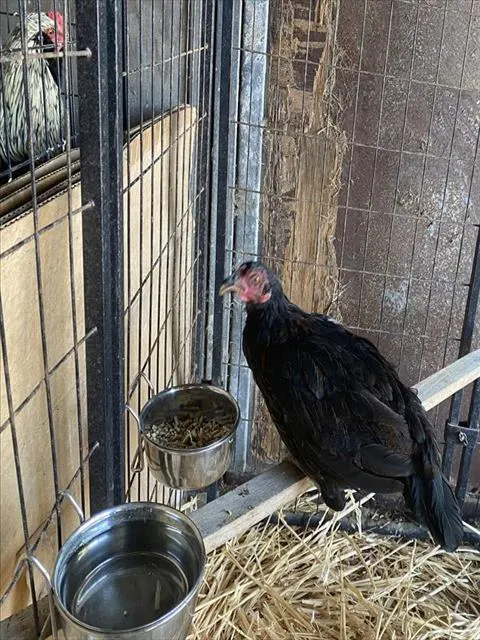 Raven*