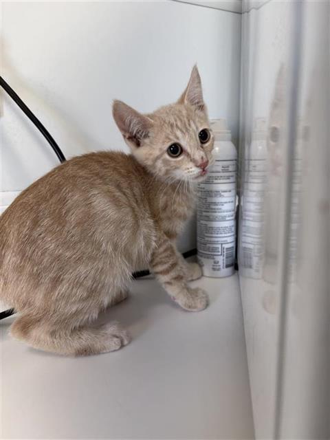 Adoptable Cat
