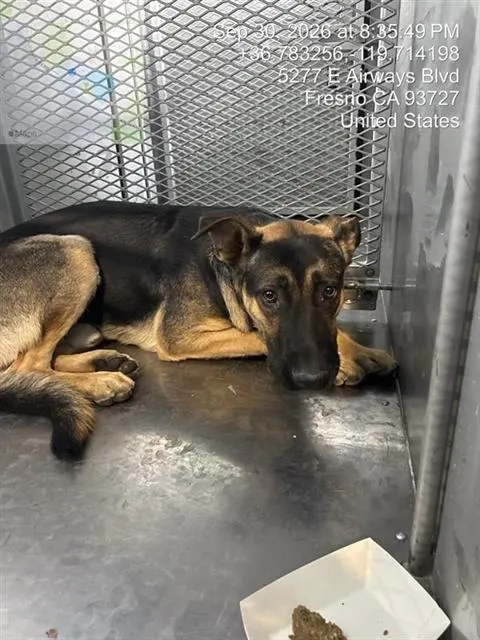 Adoptable Dog