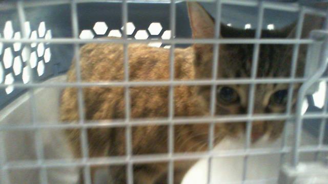 Adoptable Cat
