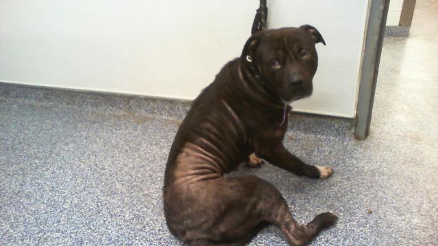 Sheeba