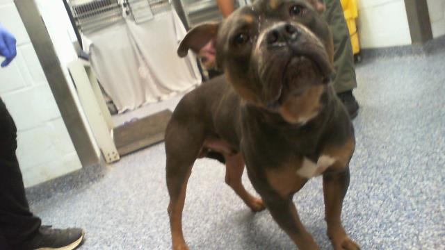 Adoptable Dog