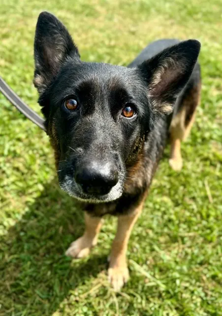 Lila