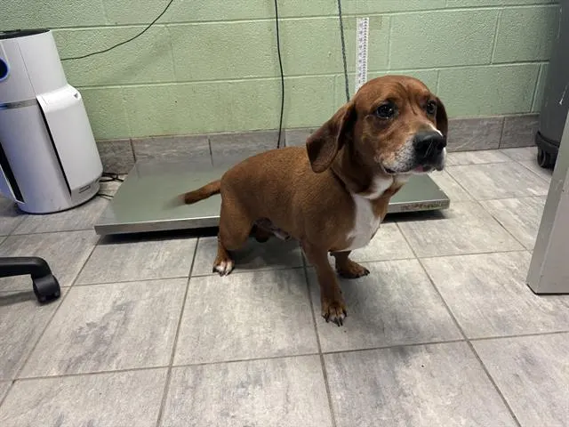 Gus