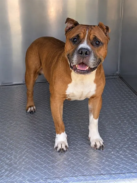 Adoptable Dog