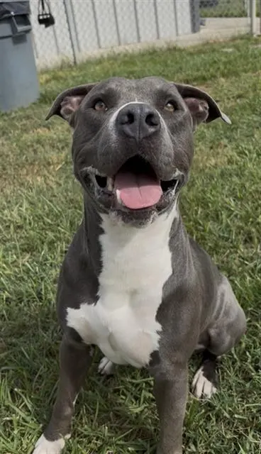 Bo