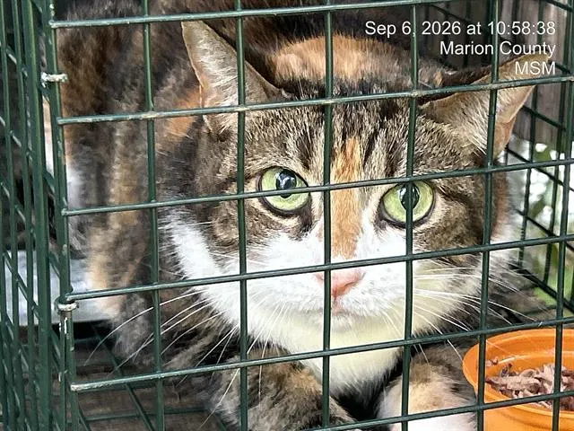 Adoptable Cat