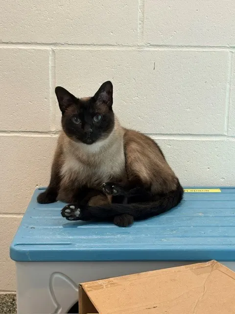 Mocha