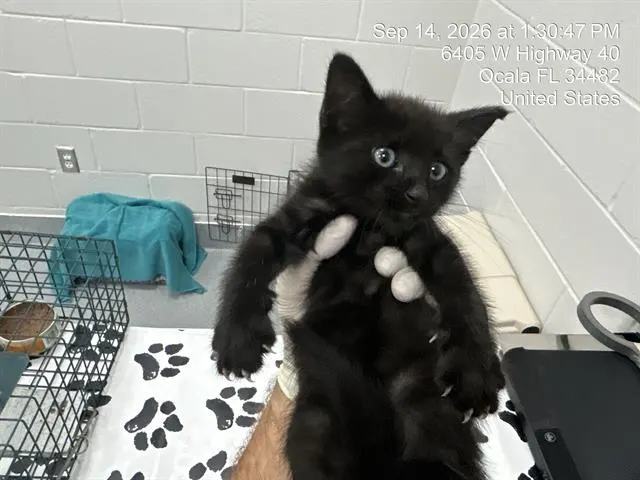 Adoptable Cat