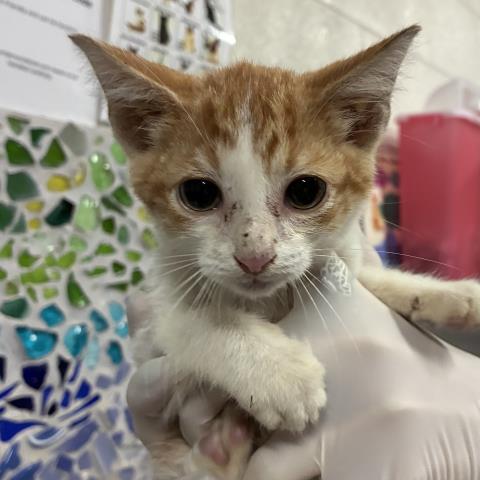 Simba
