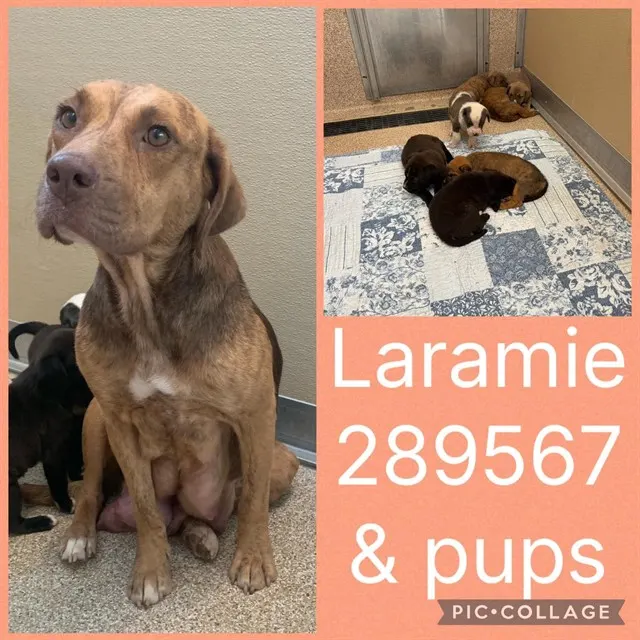 Laramie