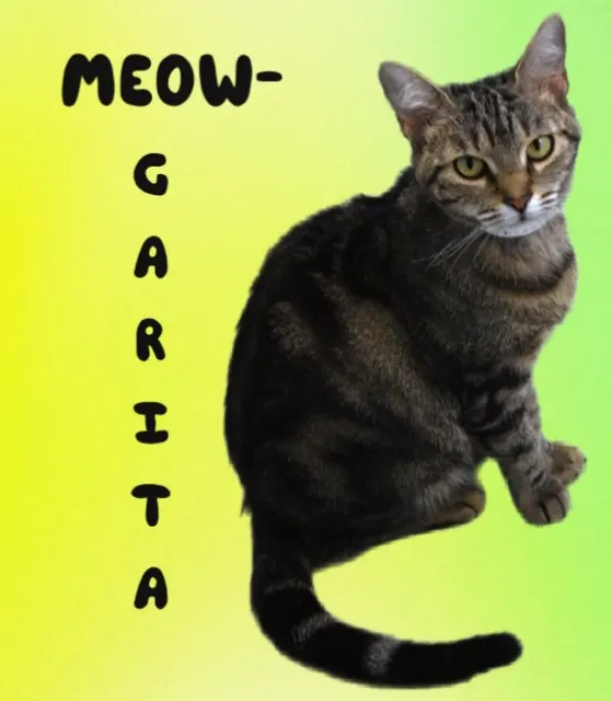 Meow-Garita