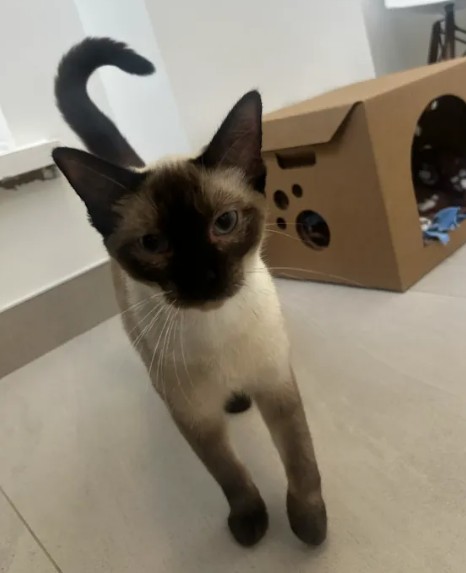 Adoptable Cat