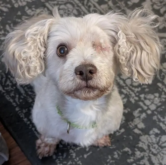 Murphy-In Foster