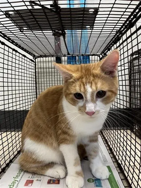 Adoptable Cat
