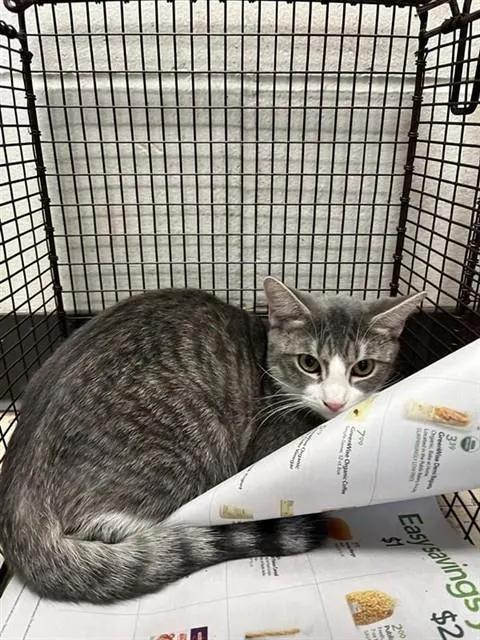 Adoptable Cat