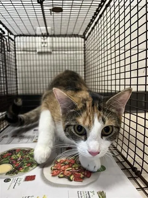 Adoptable Cat