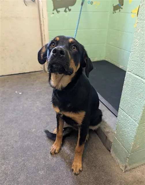 Adoptable Dog