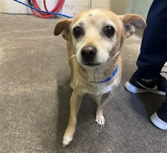 Mayo
