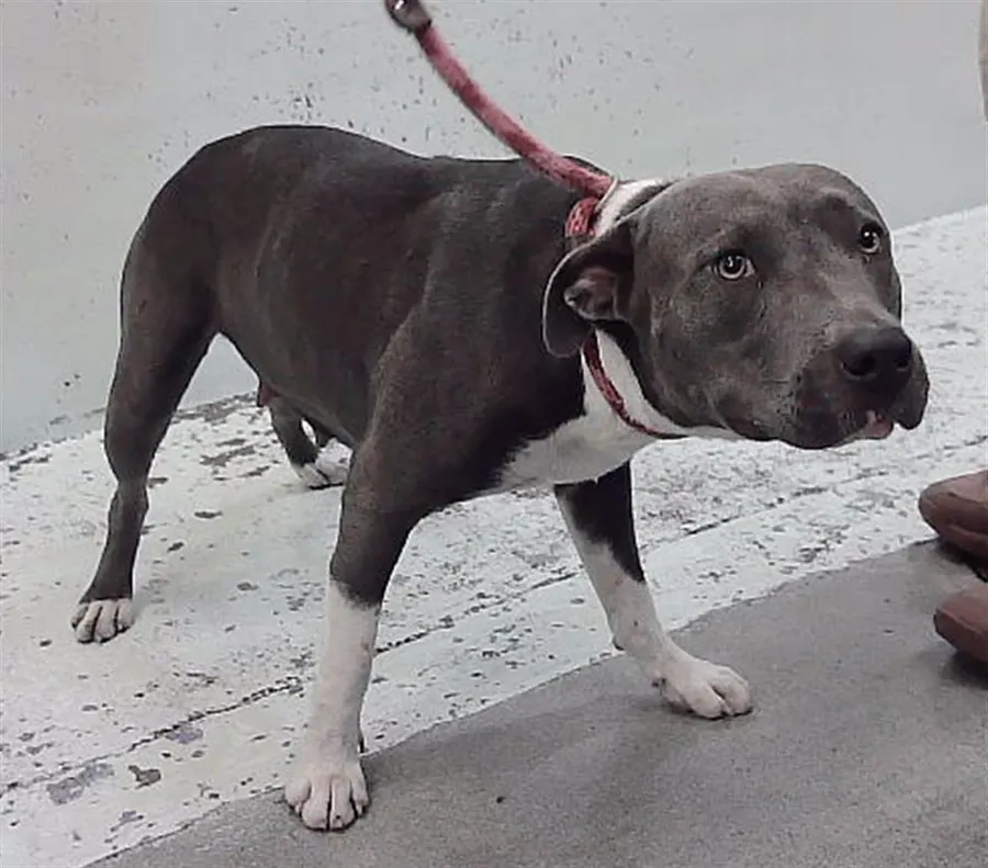 Adoptable Dog