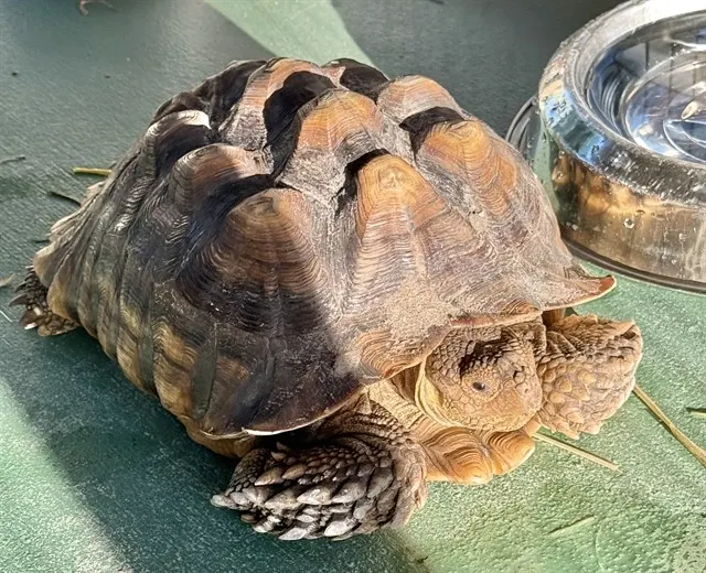 Tortnesday