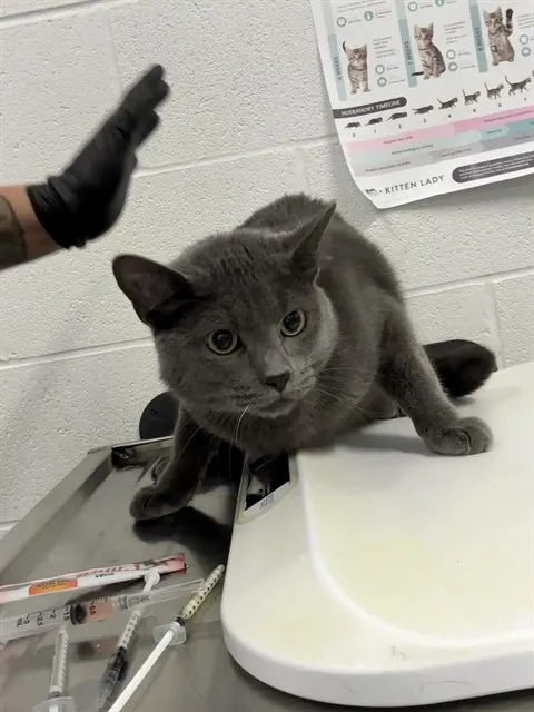 Leo