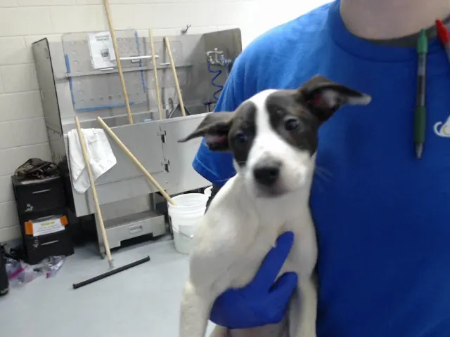 Adoptable Dog