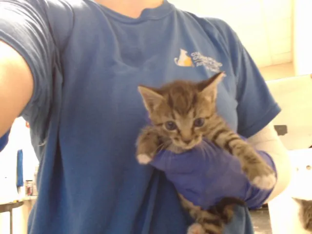 Adoptable Cat