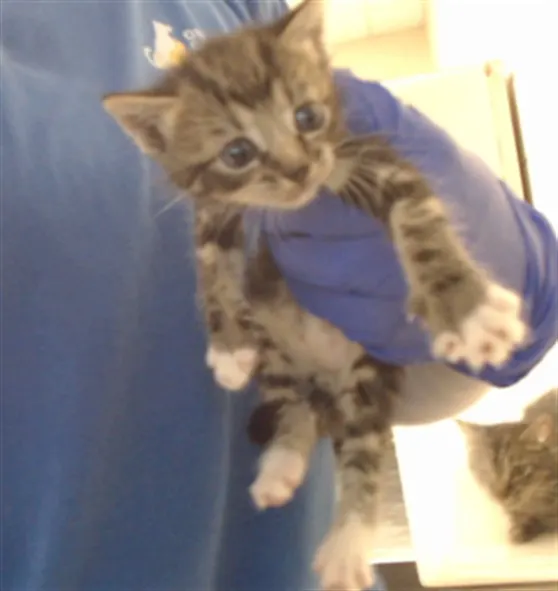 Adoptable Cat