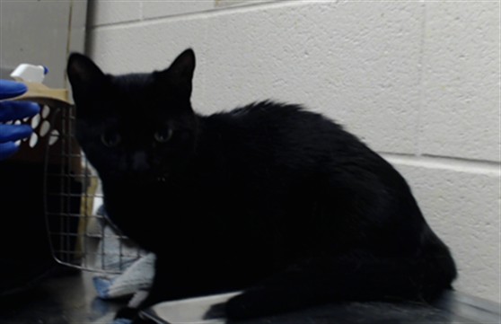 Adoptable Cat