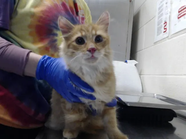 Adoptable Cat