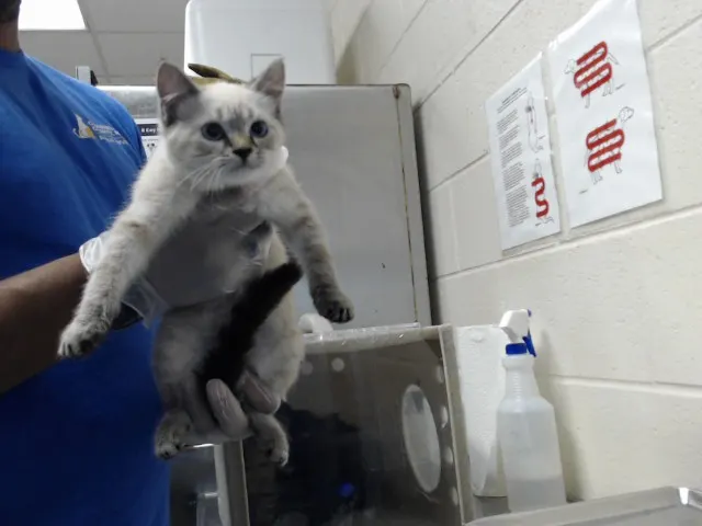 Adoptable Cat