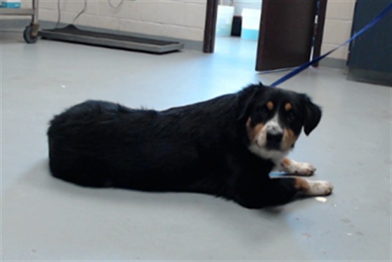 Adoptable Dog
