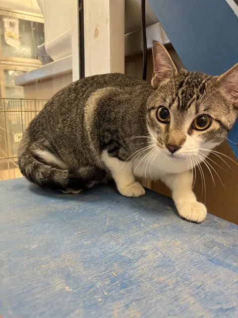 Milo
