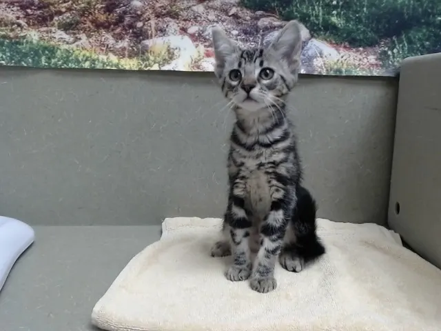 Adoptable Cat