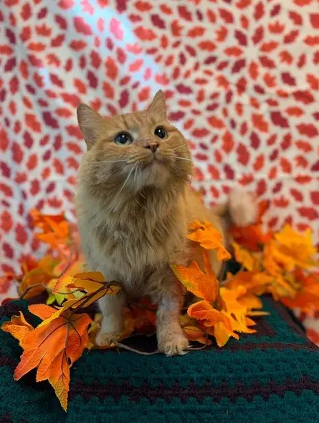 Pumpkin