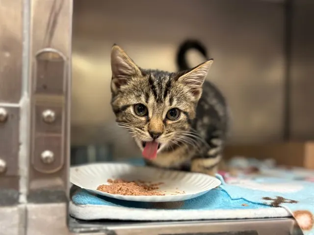 Kat
