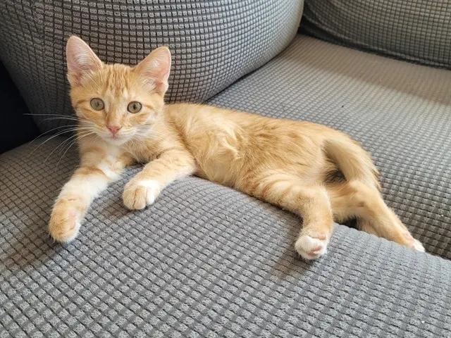 Fern