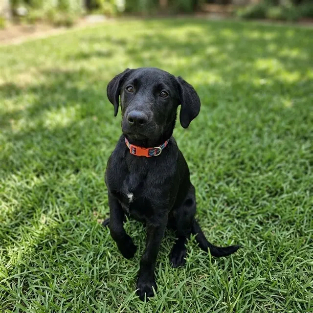 Pup Pup