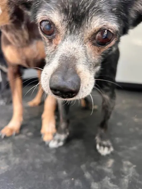 Adoptable Dog