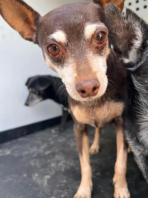 Adoptable Dog