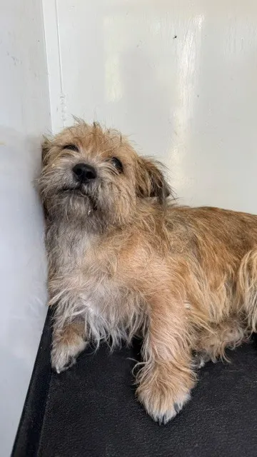 Adoptable Dog
