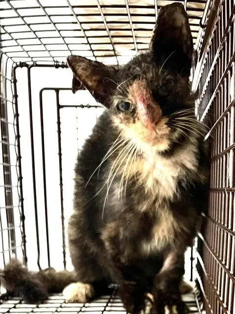 Adoptable Cat