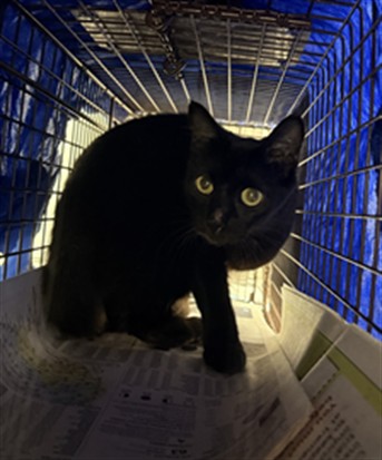 Adoptable Cat