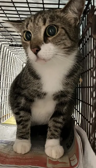 Adoptable Cat