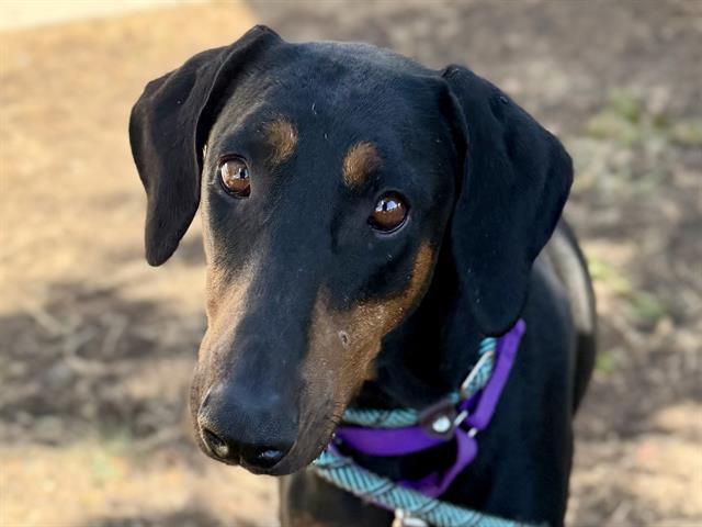 Zoey
