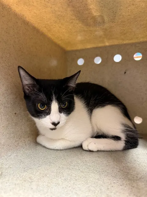 Loki